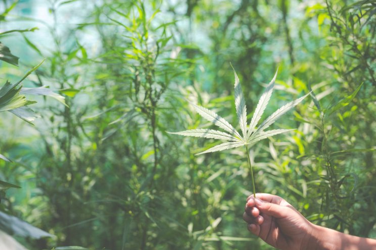 Cannabis cultivation for medicinal purposes in Tasmania Cannabis cultivation for medicinal purposes in Tasmania