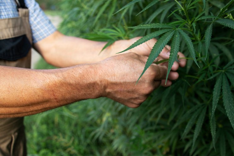 7 hot jobs in the cultivation sector 7 hot jobs in the cultivation sector