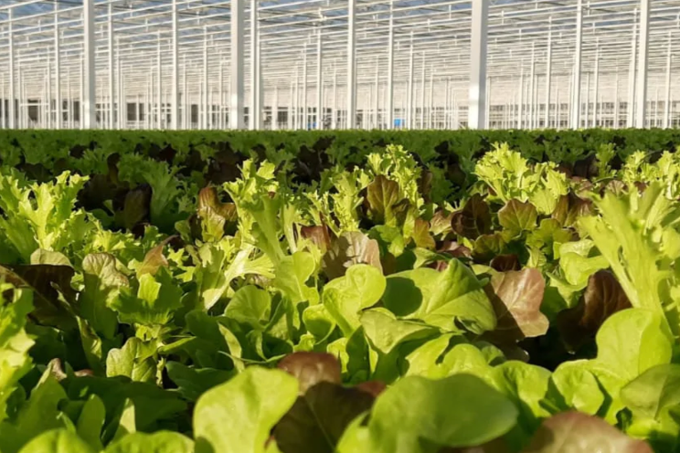 The technique and contact with market crucial for success in leafy greens