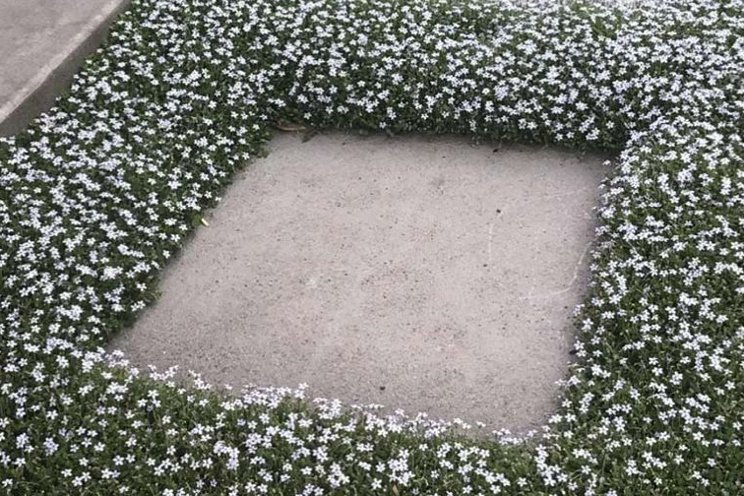'Flower Walking' is the next big gardening trend 'Flower Walking' is the next big gardening trend
