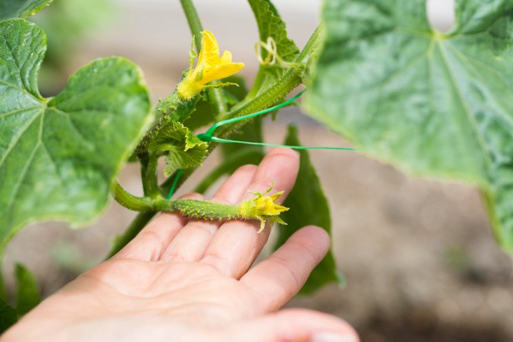 The climate-defying fruits and vegetables in your future