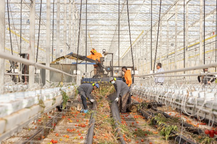 How to end the season with a spotless greenhouse