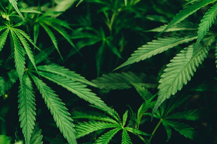 London cannabis company Indiva granted creditor protection