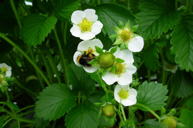 Bumblebee pollination can improve shelf life Bumblebee pollination can improve shelf life