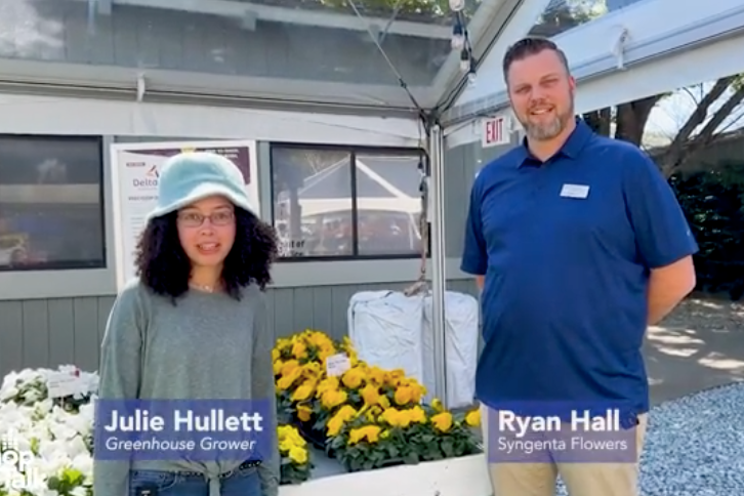 Syngenta Flowers is updating its Delta series of pansies Syngenta Flowers is updating its Delta series of pansies