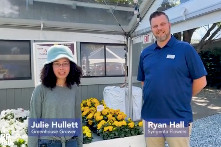 Syngenta Flowers is updating its Delta series of pansies