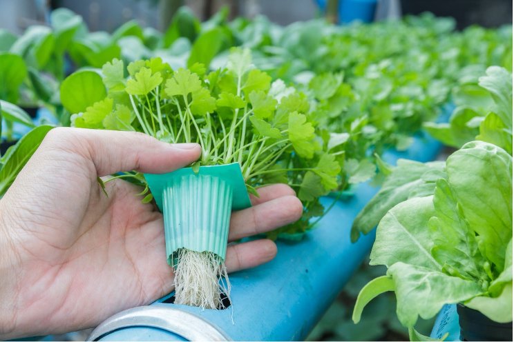 Advancing green sanitation in horticulture
