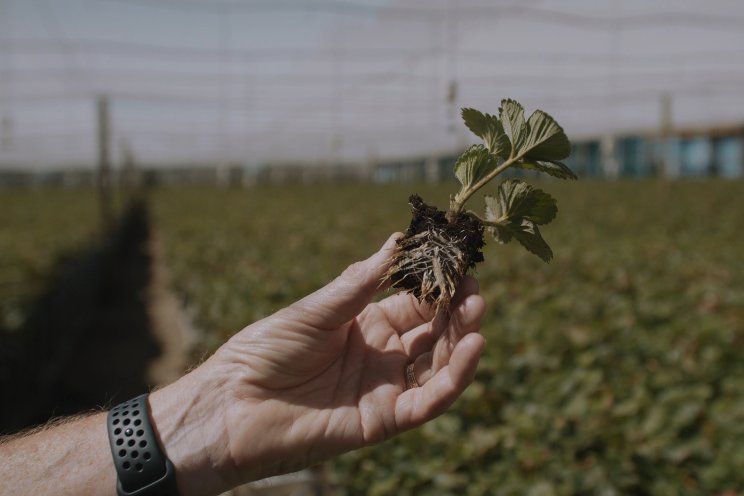 Peroxide lowers plant mortality at strawberry nursery