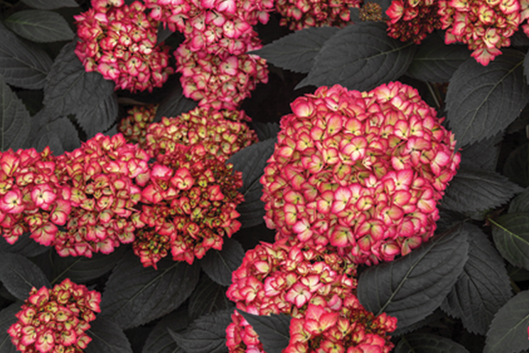 New hydrangea was the crowd favorite at the Farwest Show New hydrangea was the crowd favorite at the Farwest Show