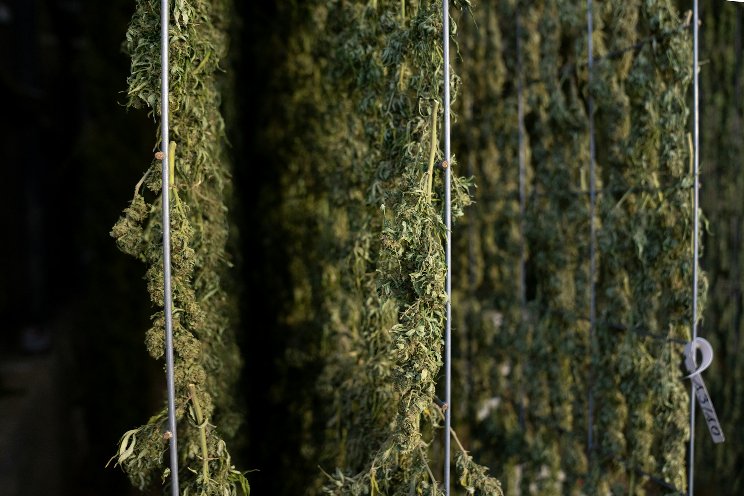 Flower will not be included in France’s medical cannabis program Flower will not be included in France’s medical cannabis program