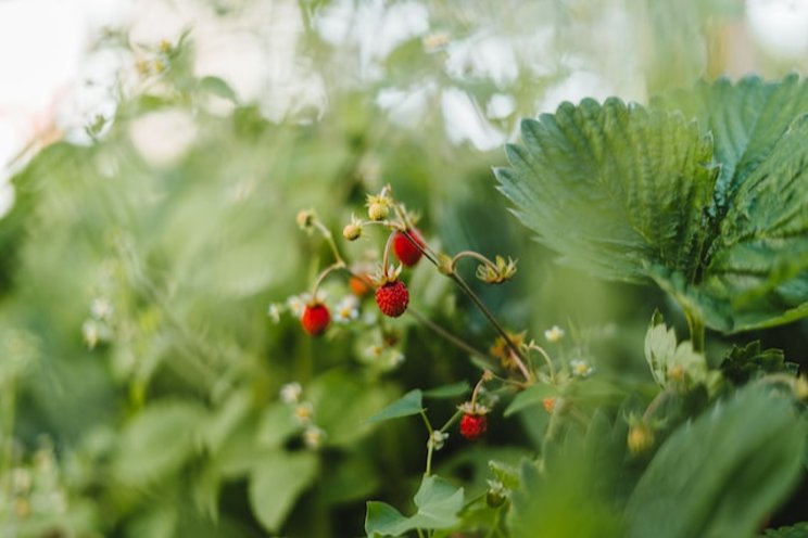 Avoiding tipburn on strawberries