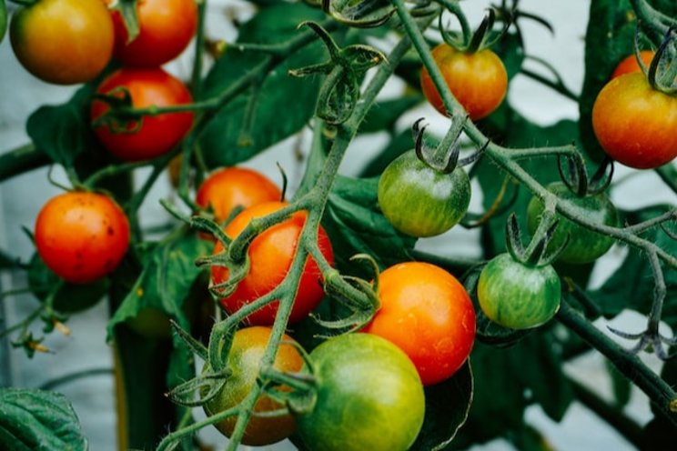 Tomato production in Russia reaches record level