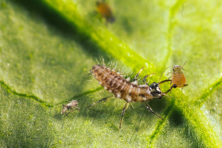 Biocontrol market now worth over €1.6bn