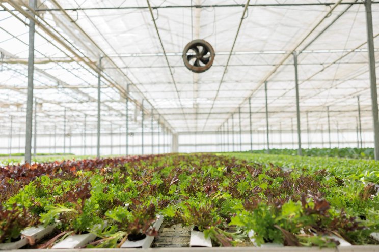 What is the ideal air speed for your greenhouse?