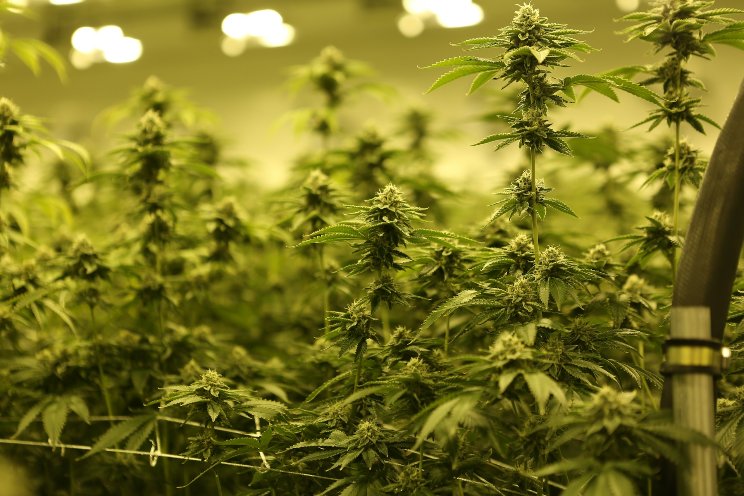 Cannabis companies look overseas as domestic market saturates Cannabis companies look overseas as domestic market saturates