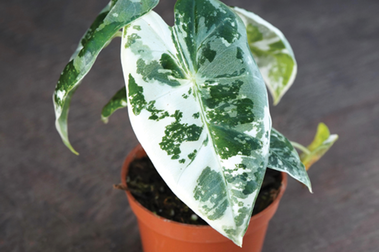 Variegated Frydek Elephant Ear is the best at Farwest Show Variegated Frydek Elephant Ear is the best at Farwest Show