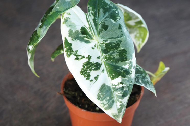 Variegated Frydek Elephant Ear is the best at Farwest Show