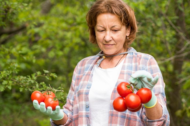 Greenhouses aim to bring fresh produce to North