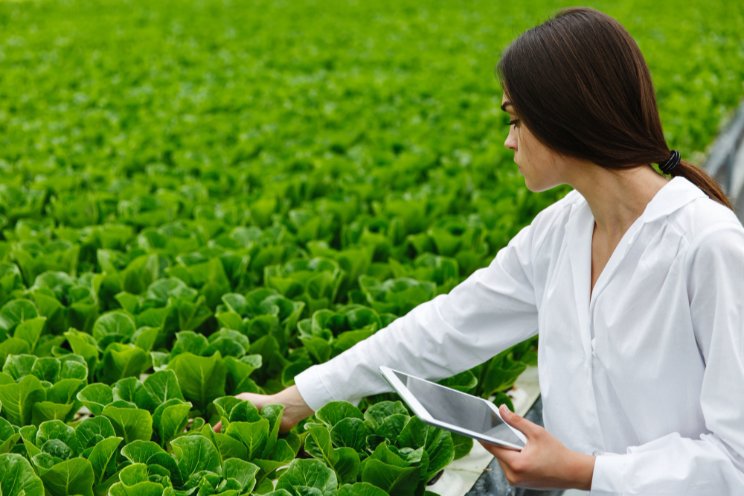 Can machine-grown lettuce help cut Canada's reliance on U.S. greens? Can machine-grown lettuce help cut Canada's reliance on U.S. greens?