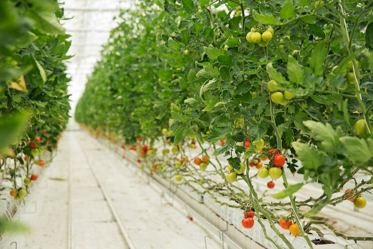 Armenian government to support greenhouse farms