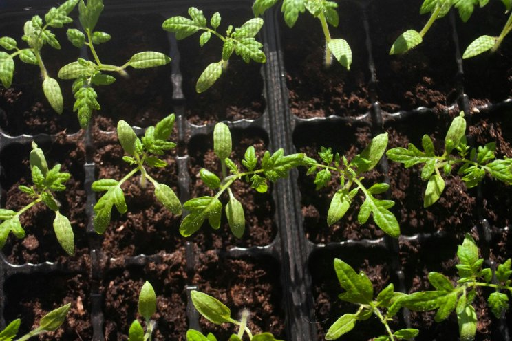 Oman has made substantial strides in the Global Food Security Oman has made substantial strides in the Global Food Security