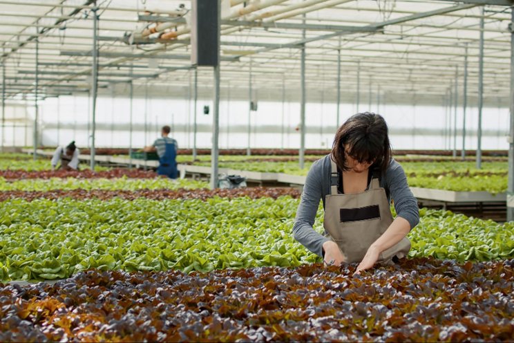 Ultrasonic Aeroponics is setting the stage for sustainable British agri