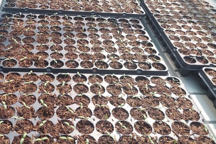 4th edition of Autonomous Greenhouse Challenge is now underway 4th edition of Autonomous Greenhouse Challenge is now underway