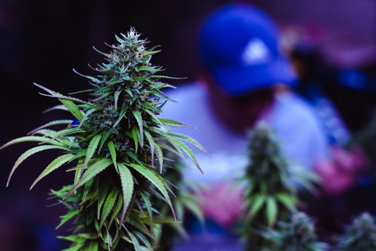 A growers’ guide to greenhouse cannabis in 2023 A growers’ guide to greenhouse cannabis in 2023