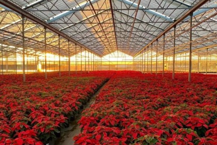 How to meet retail specs for poinsettias How to meet retail specs for poinsettias