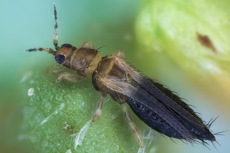 Do pests eat the food of their natural enemies? Do pests eat the food of their natural enemies?