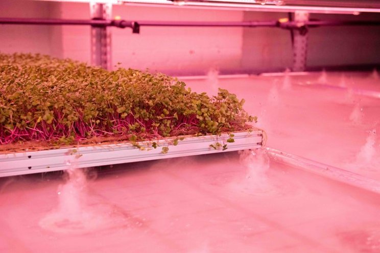 How does aeroponics work? 