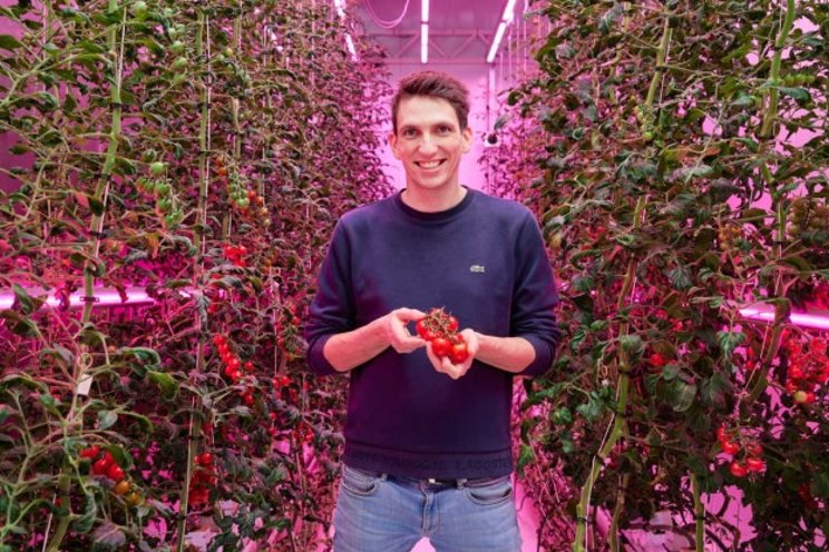 5 learnings for growing top-quality tomatoes in a VF 5 learnings for growing top-quality tomatoes in a VF