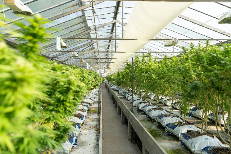 The benefits of automating your cannabis greenhouse