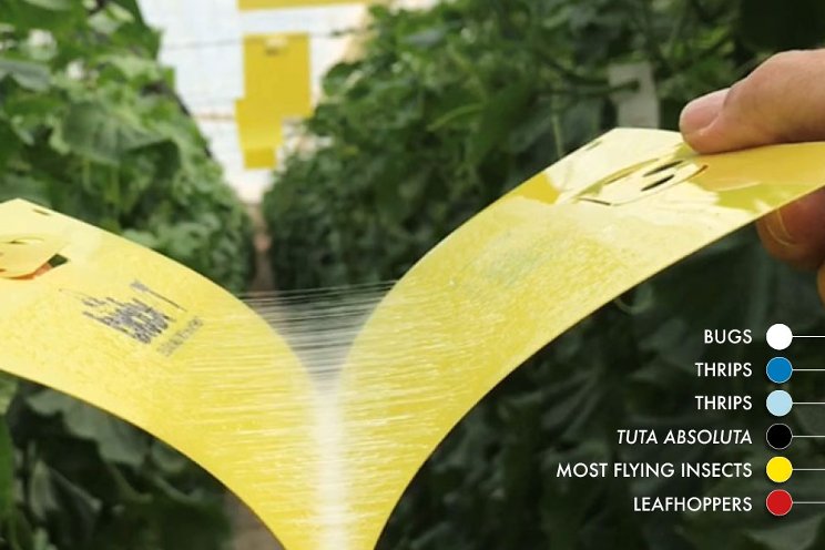 Sticky traps inform decision making in tomatoes Sticky traps inform decision making in tomatoes