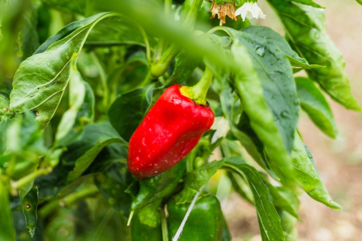 Peppers with pest resistance and versatility enable grower success