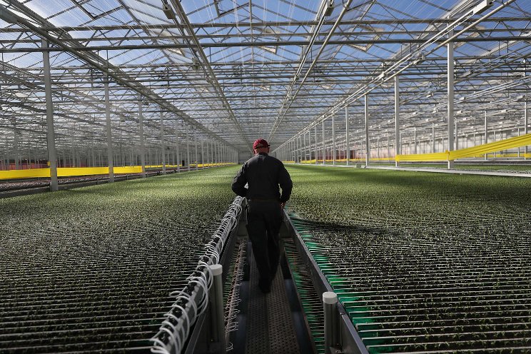 While high-tech agri startups wilt, Little Leaf Farms flourishes