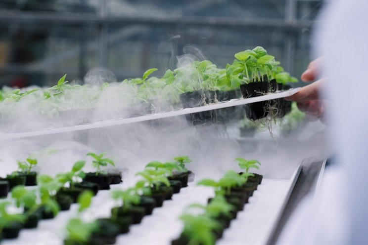 Accelerating CEA production with Aeroponic Rolling Benches