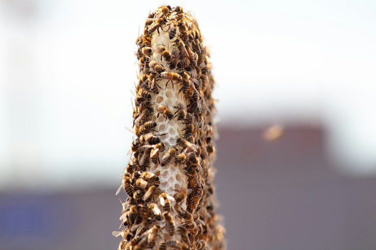 Are worker bees too ambitious for their own good? Are worker bees too ambitious for their own good?