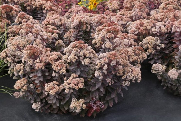 Take your pick from these disease-resistant varieties Take your pick from these disease-resistant varieties