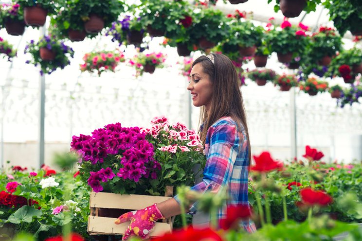 Want to succeed with new cultivars? Turn to the breeders Want to succeed with new cultivars? Turn to the breeders
