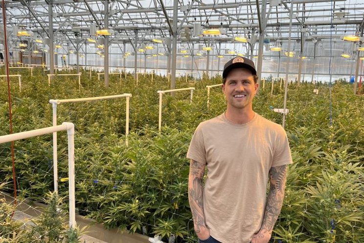 Switching from tomatoes to cannabis
Switching from tomatoes to cannabis