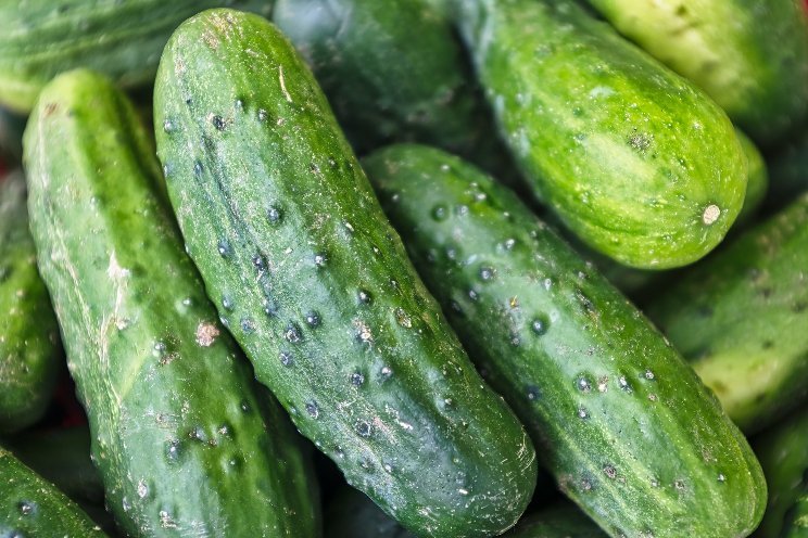 How geothermal energy powers cucumbers