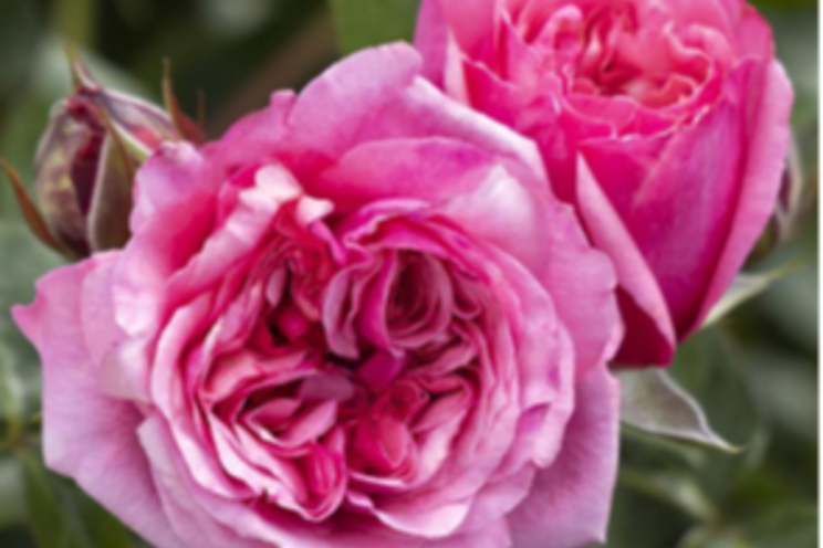 Monrovia introduces three new rose series for 2023
Monrovia introduces three new rose series for 2023