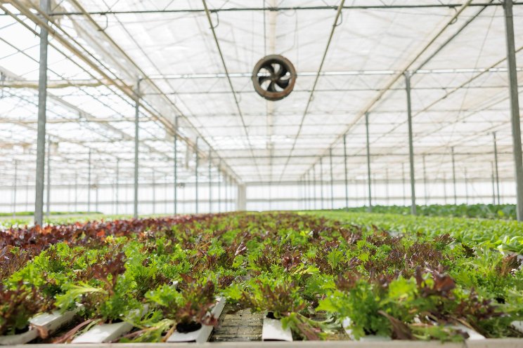 Maximizing the greenhouse