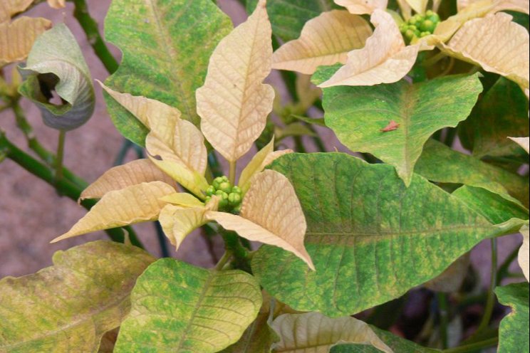 When managing pests in poinsettias, the earlier the better When managing pests in poinsettias, the earlier the better