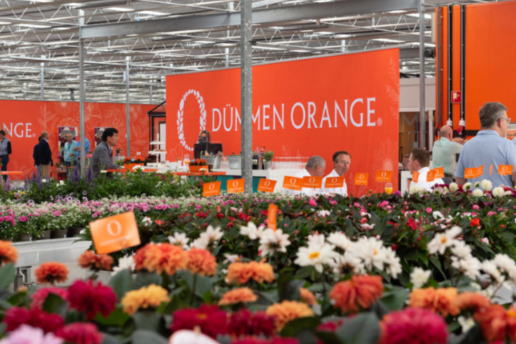 Dujmen Dummen Orange, Syngenta plan combined ornamental company - Hortimedia