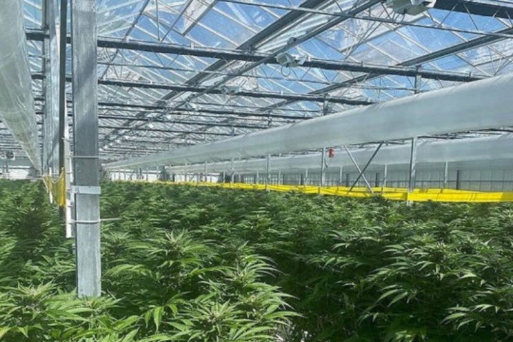 Cannabis company pulls plug on Delta greenhouse partnership