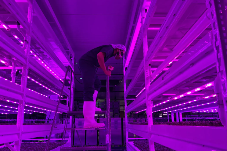 Islandview vertical farm back in business with new partners