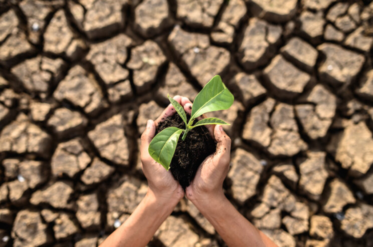 Growers putting greater focus on soil health Growers putting greater focus on soil health