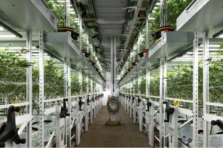 Bay Area cannabis grower increases yields with LEDs